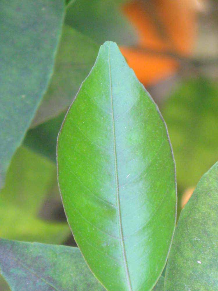              Margin (Riverside, CA)       